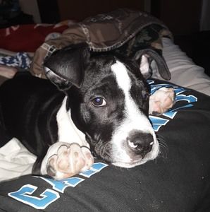 Meet your Posher, Ralph